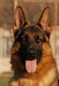 www.kennel-motajica.de